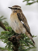 Whinchat