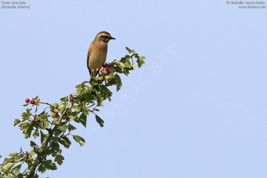 Tarier des présadulte transition, habitat