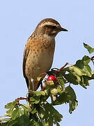 Whinchat