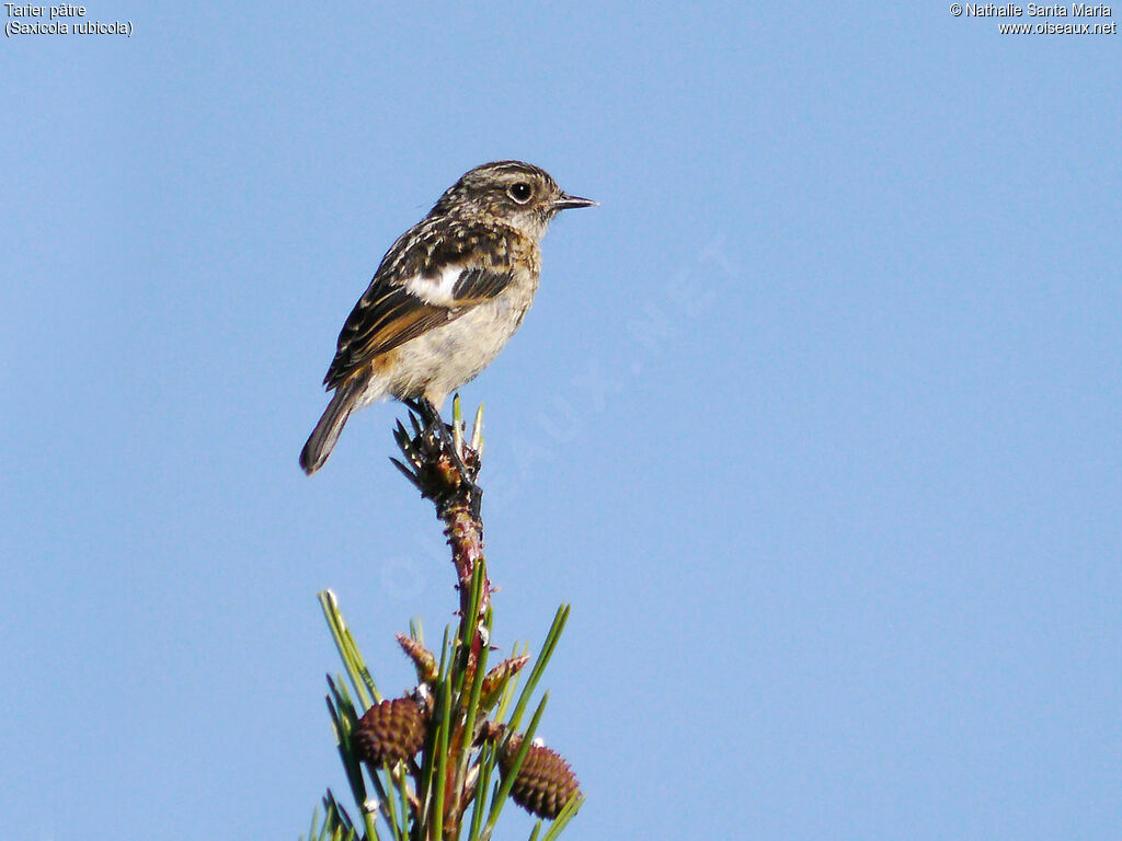 European Stonechatjuvenile, identification, Behaviour