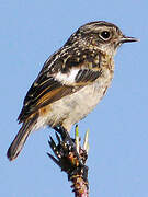 European Stonechat