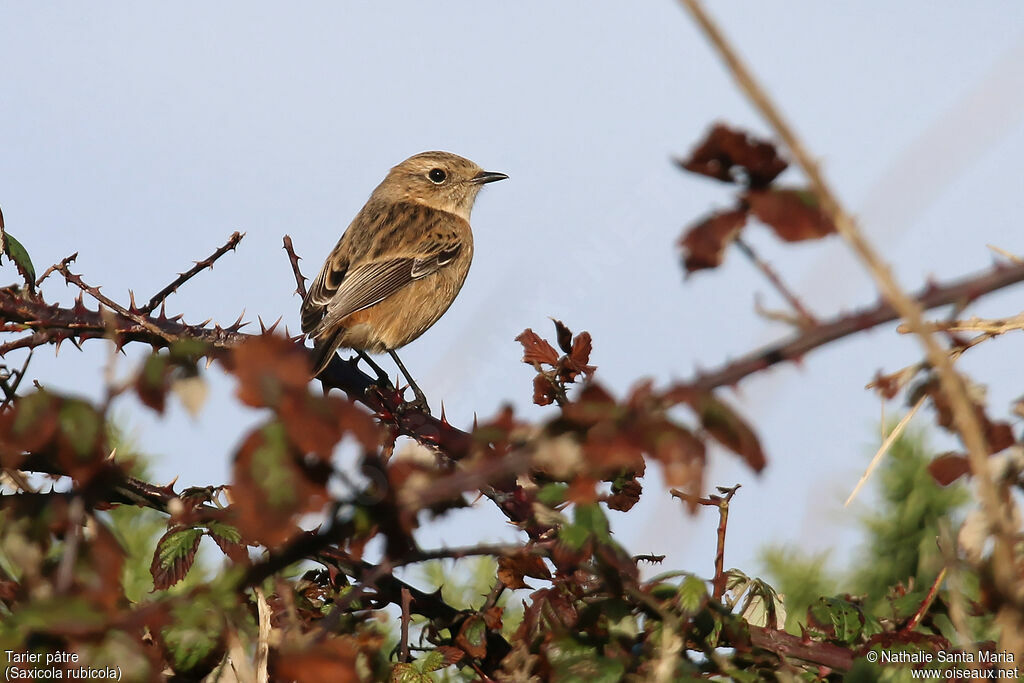 European Stonechat female, identification