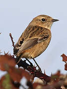 European Stonechat