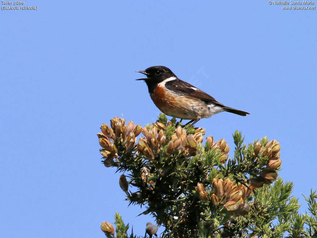 European Stonechat male adult breeding, identification, song