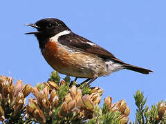 European Stonechat