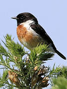 European Stonechat