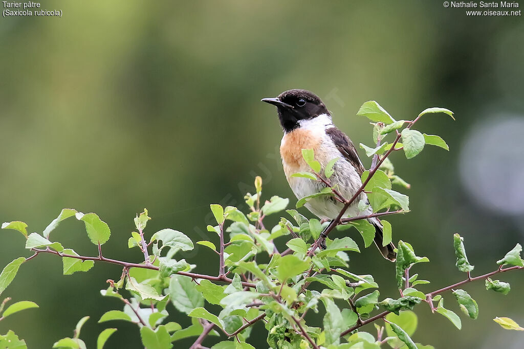 European Stonechat male adult breeding, identification, song