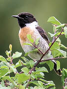 European Stonechat