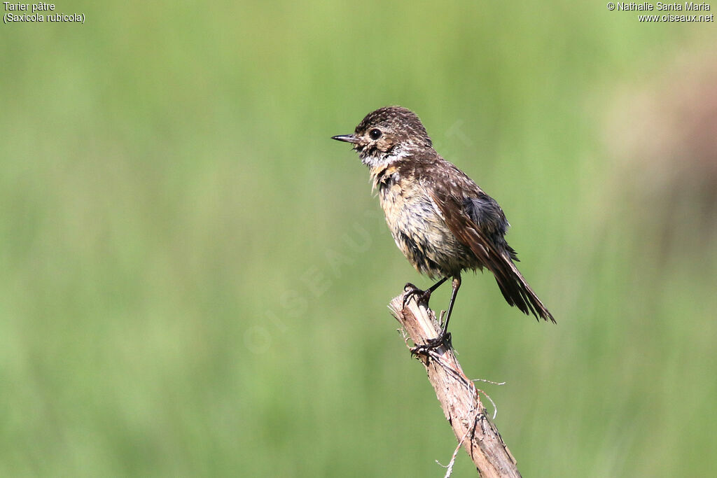 European Stonechatjuvenile, identification, care, Behaviour