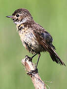 European Stonechat