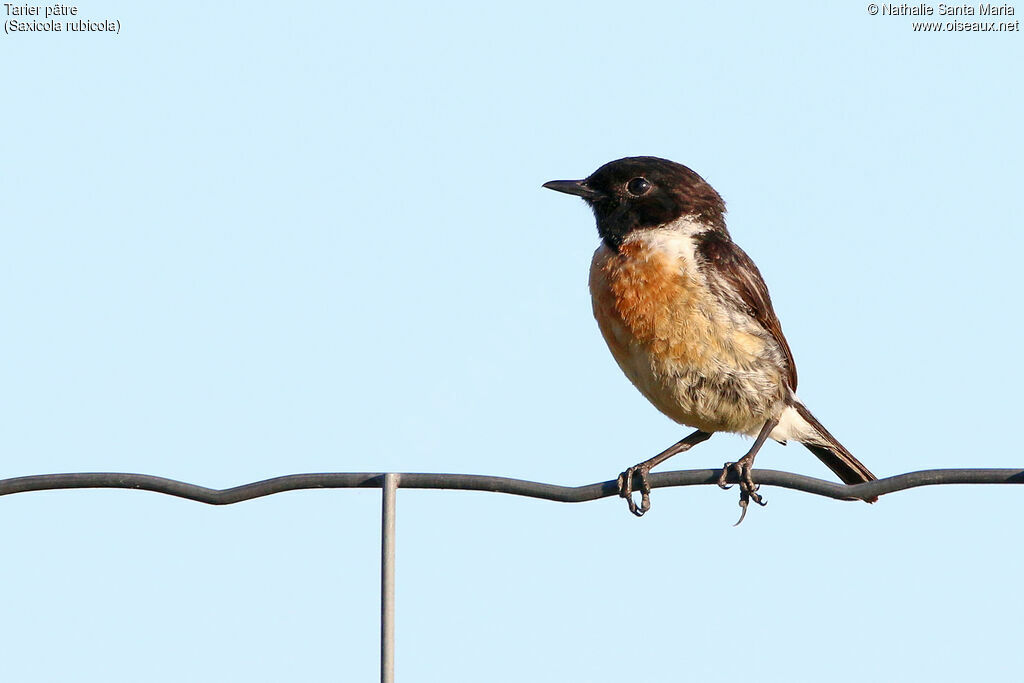 European Stonechat male adult breeding, identification, Behaviour