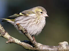 Eurasian Siskin