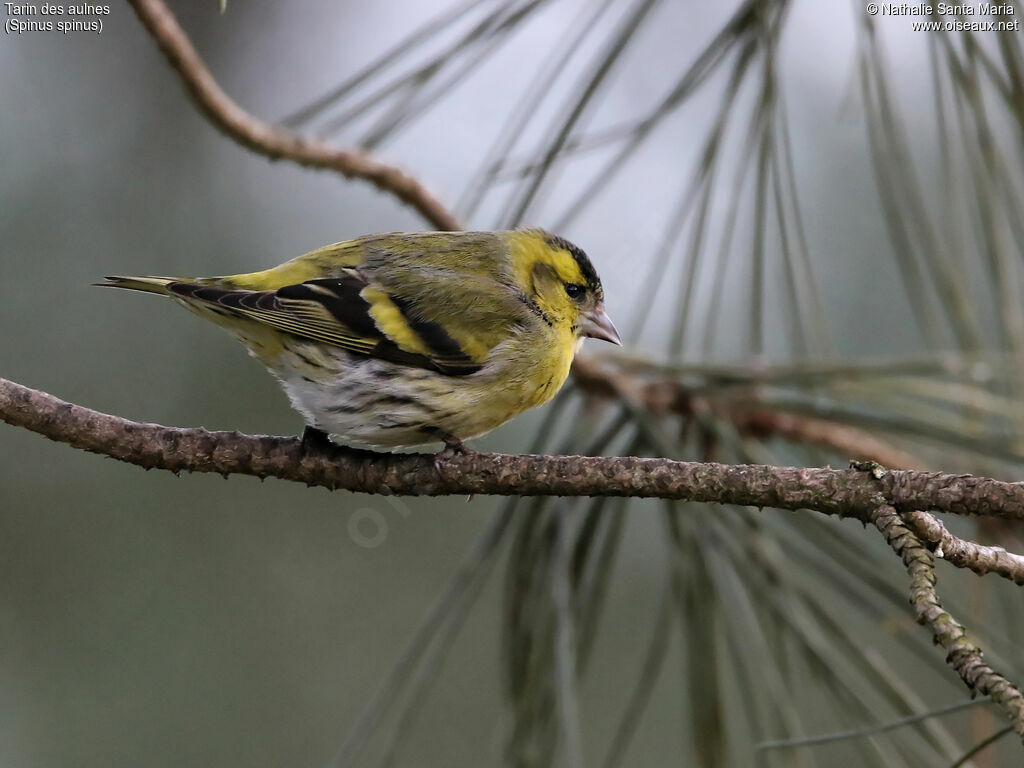 Eurasian Siskin male adult, identification, Behaviour