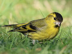 Eurasian Siskin