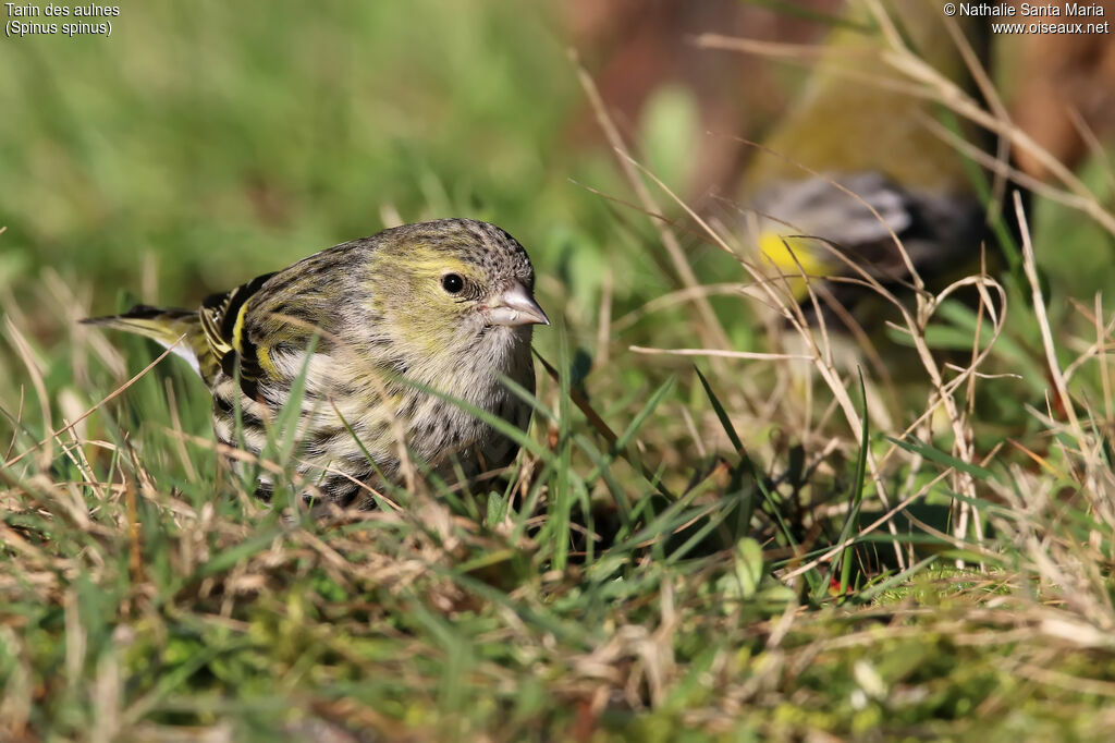 Eurasian Siskin female adult, identification