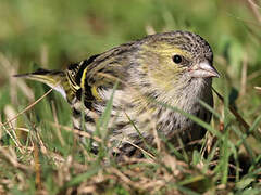 Eurasian Siskin