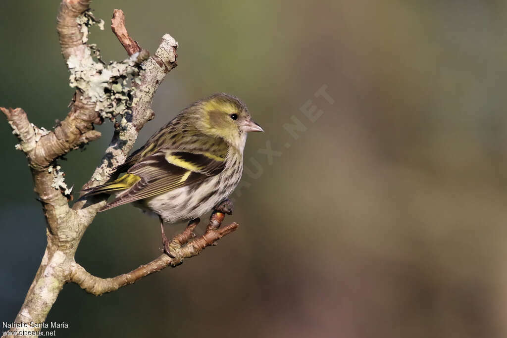 Tarin des aulnes femelle adulte, identification