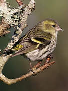 Eurasian Siskin