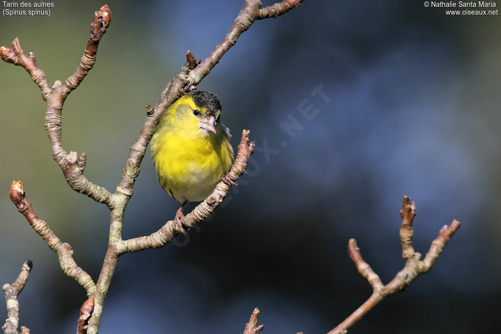 Eurasian Siskin male adult, identification