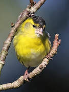 Eurasian Siskin