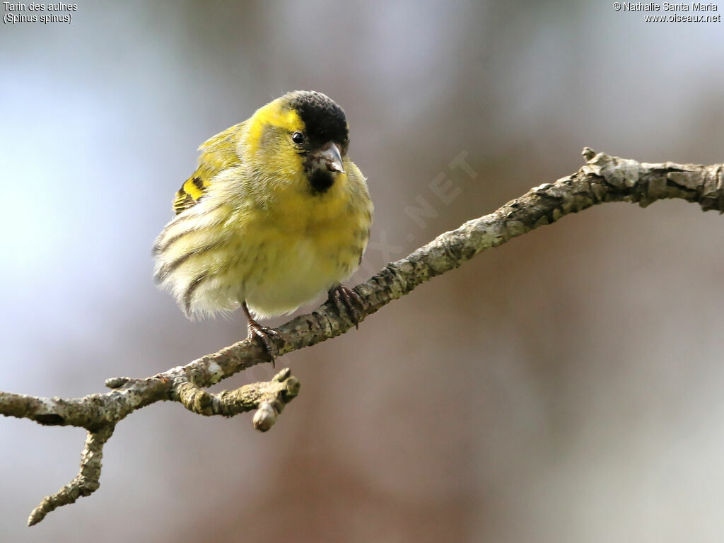 Eurasian Siskin male adult, identification, Behaviour