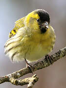 Eurasian Siskin