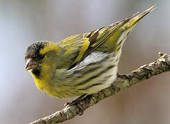 Eurasian Siskin