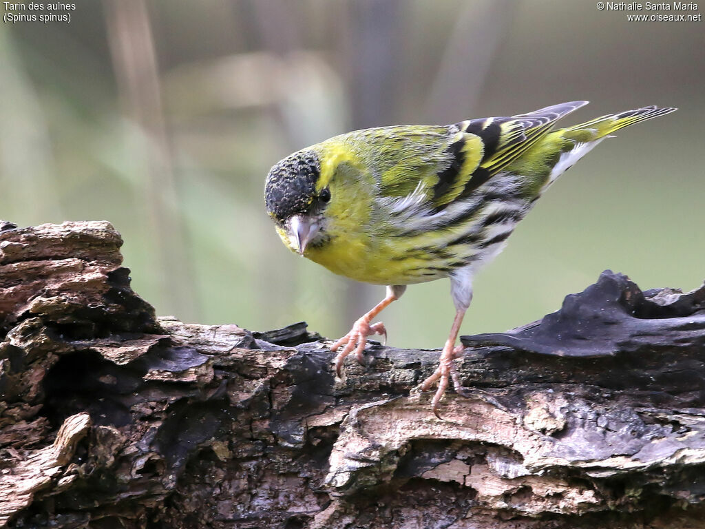 Eurasian Siskin male adult, identification, Behaviour