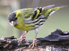 Eurasian Siskin