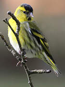 Eurasian Siskin