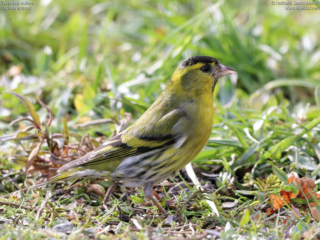 Eurasian Siskin male adult, identification, walking, Behaviour