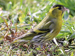 Eurasian Siskin