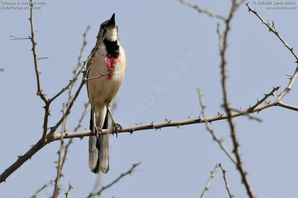 Rosy-patched Bushshrike female adult, identification