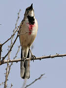 Rosy-patched Bushshrike