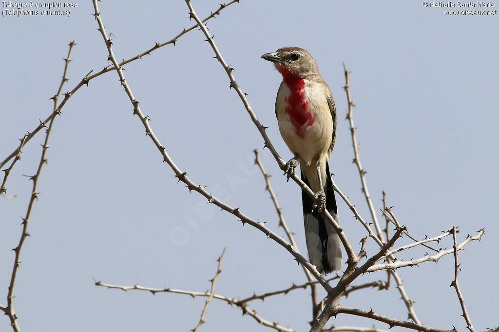 Rosy-patched Bushshrike male adult, habitat