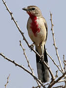 Rosy-patched Bushshrike