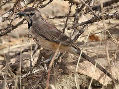 Rosy-patched Bushshrike