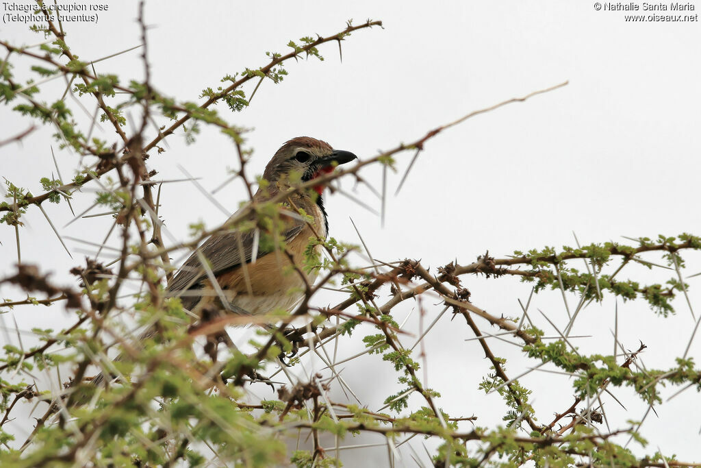 Rosy-patched Bushshrikeadult, identification, habitat