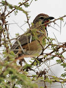 Rosy-patched Bushshrike