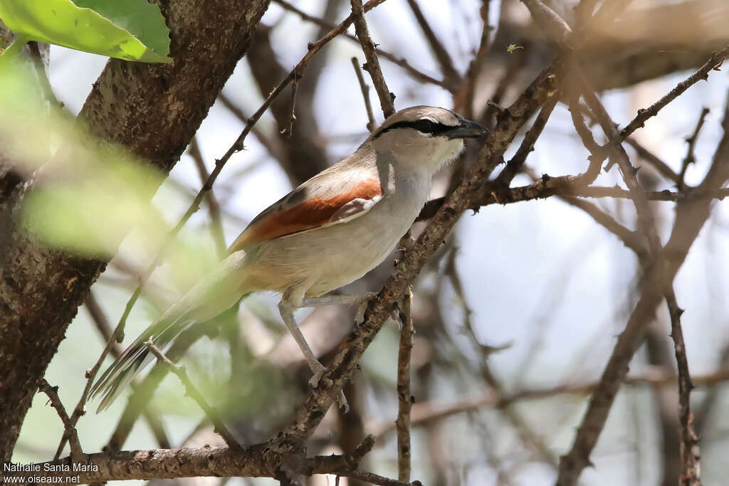 Three-streaked Tchagraadult, identification, Behaviour