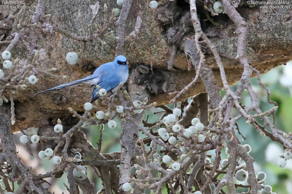 Tchitrec bleuadulte, habitat, Comportement