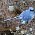 Tchitrec bleu