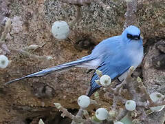 African Blue Flycatcher