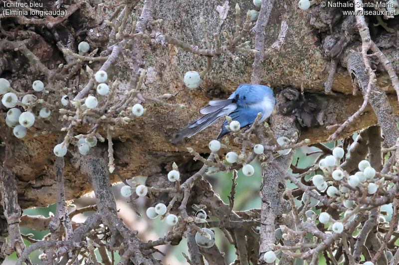 African Blue Flycatcheradult, identification, habitat, care