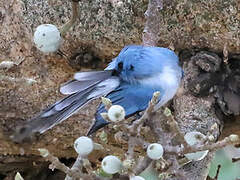 African Blue Flycatcher