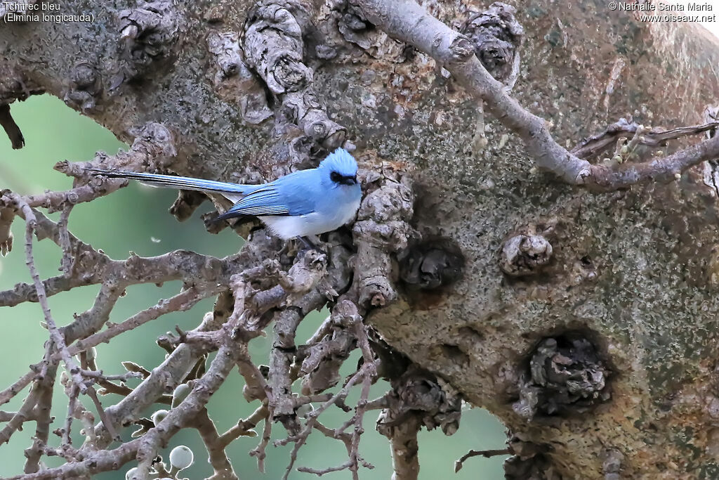 Tchitrec bleuadulte, identification, habitat, Comportement