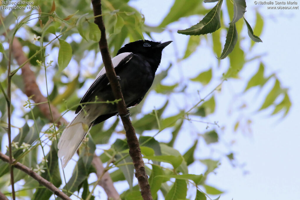 African Paradise Flycatcher male adult, identification, habitat