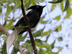 African Paradise Flycatcher