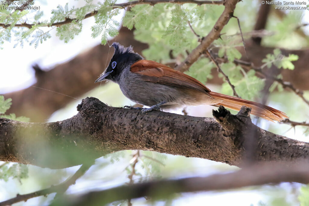 African Paradise Flycatcher female adult, identification, habitat