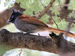 African Paradise Flycatcher